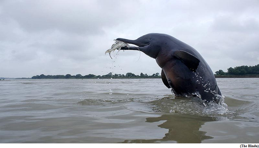 Ganga Ghagra basin canals pose a threat to dolphins, study (GS Paper 3, Environment)