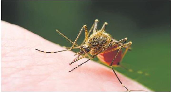 Decoding mosquitoes sense of smell (GS Paper 3, Science and Tech)