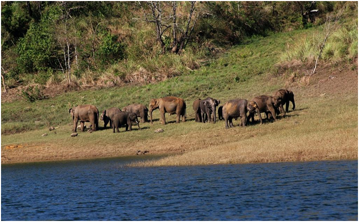 Centre notifies India’s 31st elephant reserve in Tamil Nadu (GS Paper 3, Environment)