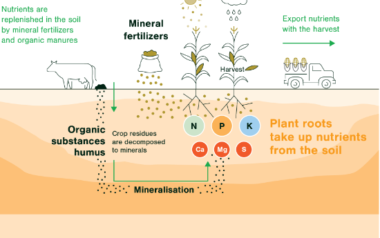 Addressing Plant Nutrient Imbalance: The Imperative of Balanced Fertilisation (GS Paper 3, Environment)