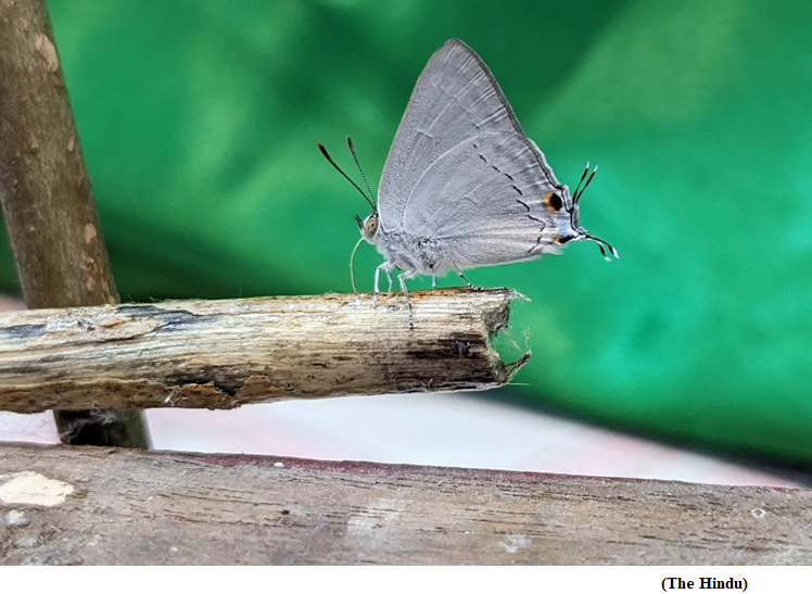 Rare White Tufted Royal Butterfly found in Kannur (GS Paper 3, Environment)