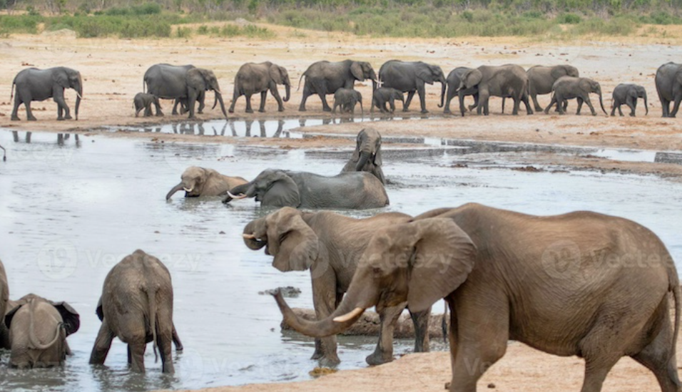 Zimbabwe Plans to Cull 200 Elephants Amid Drought (GS Paper 3, Wildlife Conservation)