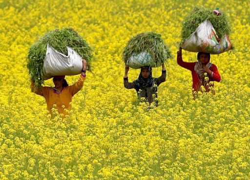 SC Verdict on GM Mustard Approval (GS Paper 3, Biotechnology)