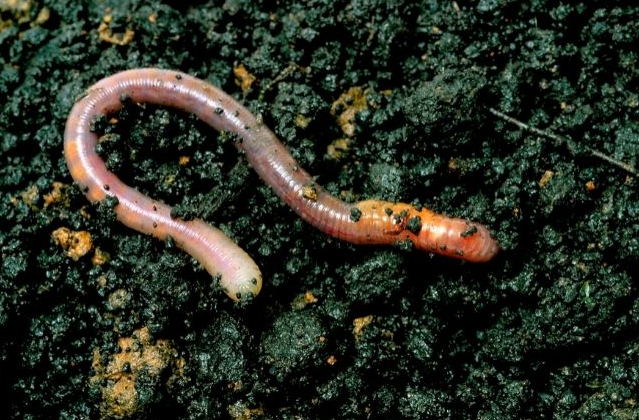 Understanding the Phenomenon of Inherited Food Habits in Worms (GS Paper 3, Science)