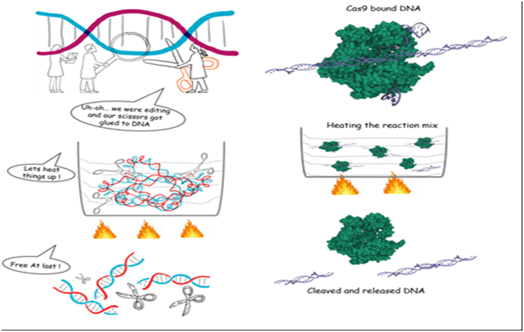 CRISPR gene-editing possible in temperature sensitive organisms, plants & crop varieties (GS Paper 3, Science and Tech)