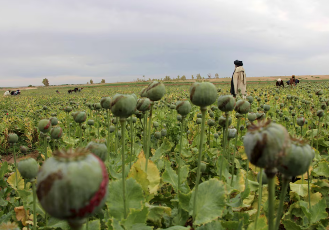 Concerns Regarding Opium Stockpiles in Afghanistan (GS Paper 3, IR)