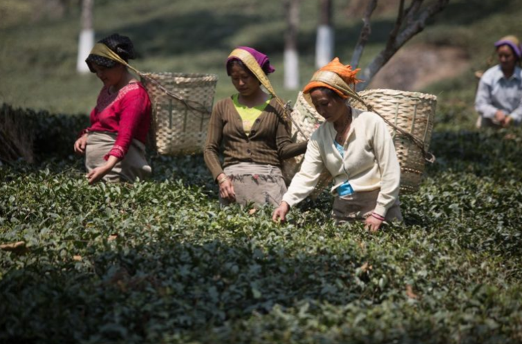 Tea Plantation Industry in India (GS Paper 3, Agriculture)