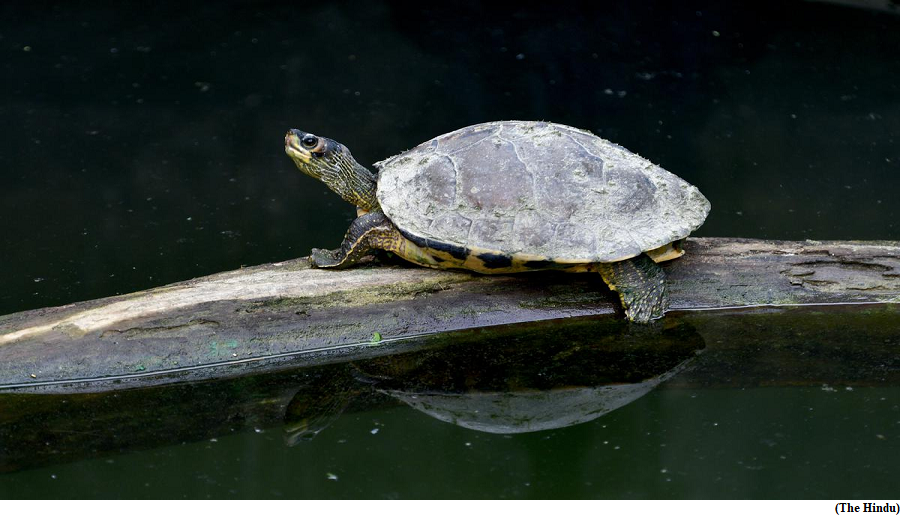 In Varanasi, turtles help clean the Ganga (GS Paper 3, Environment)