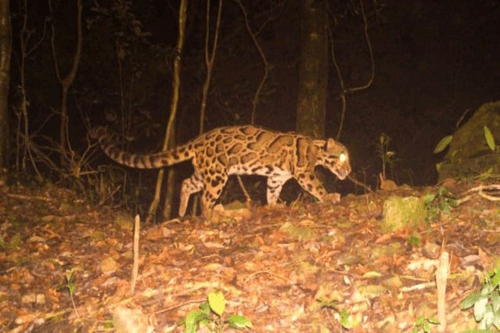 Rare clouded leopard  (GS Paper 3, Environment)