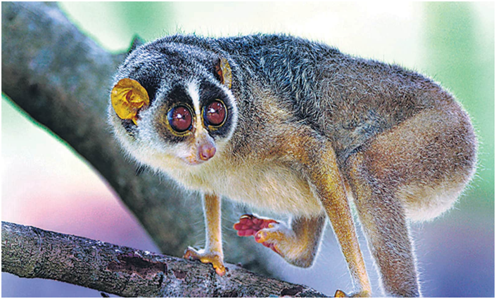 Tamil Nadu notifies Indias first Slender Loris sanctuary (GS Paper 3, Environment)