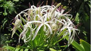 New Discovery in Eastern Ghats: Crinum andhricum (GS Paper 3, Environment)