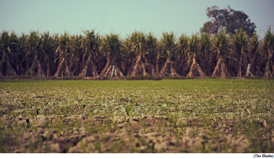 Is India’s sugar surplus leading to a crisis? (GS Paper 3, Economy)