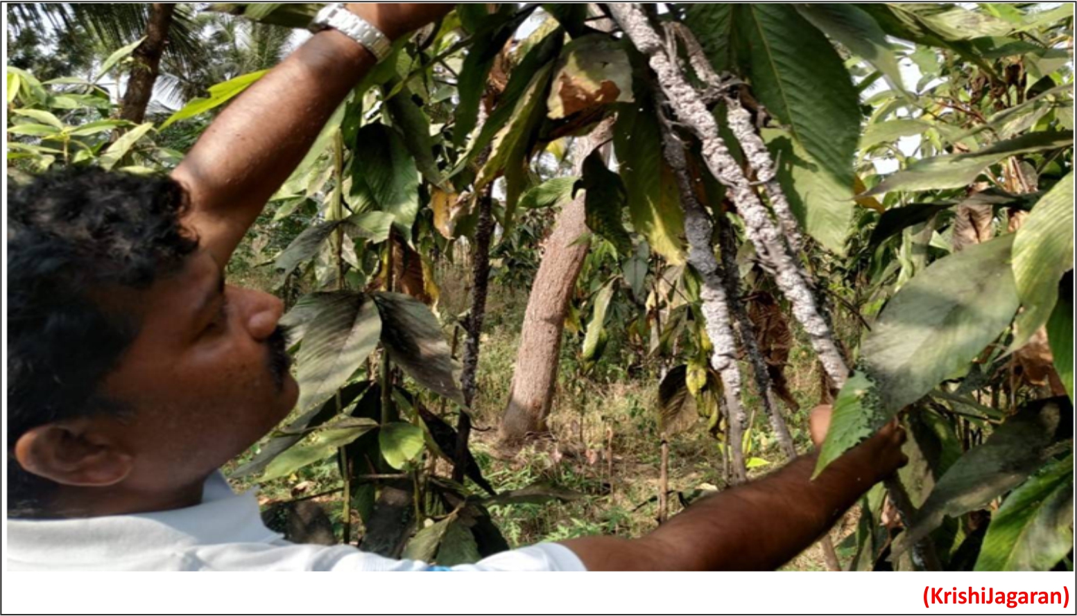 Chhattisgarh to provide free training, loans to farmers for lac cultivation (GS Paper 3, Economy)