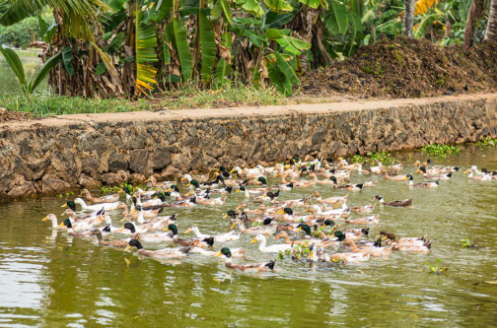 Kerala bird flu: Thousands of ducks to be culled in Alappuzha after reports of confirmed cases (GS paper 3, Environment)