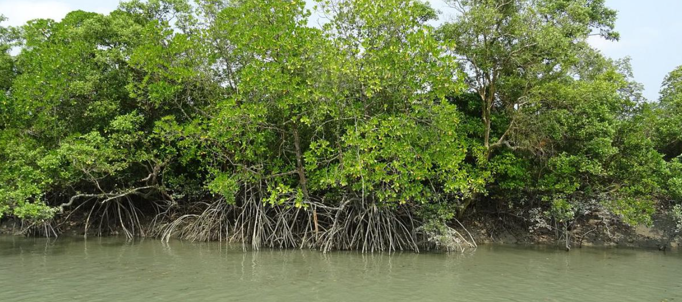 Mangrove Conservation: Urgent Action Needed in South India and Sri Lanka (GS Paper 3, Environment)