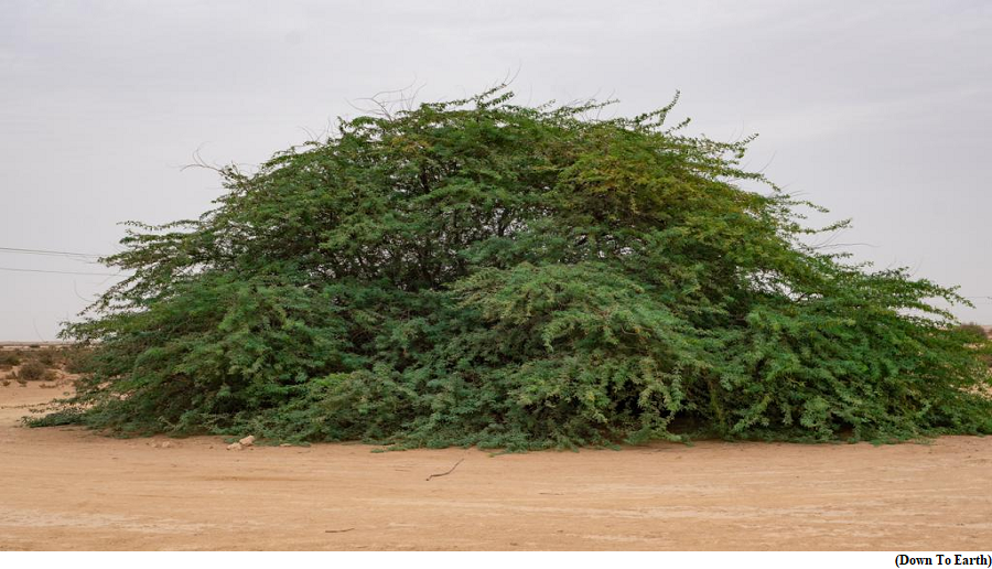 Invasive alien species in focus at 10th plenary of IPBES (GS Paper 3, Environment)