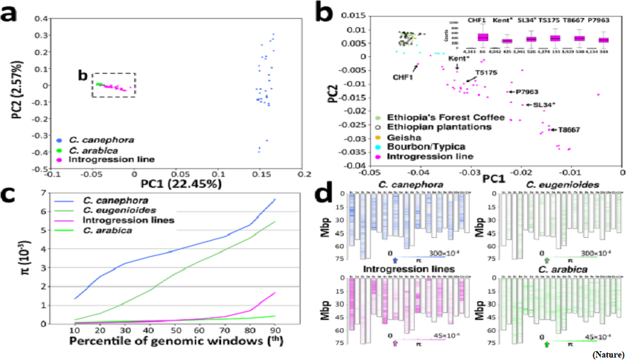 Chromosome study reveals low genetic diversity of Arabica coffee (GS Paper 3, Science and Technology)