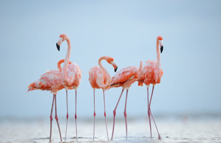 Pink Flamingos and Their Challenges (GS Paper 3, Environment)