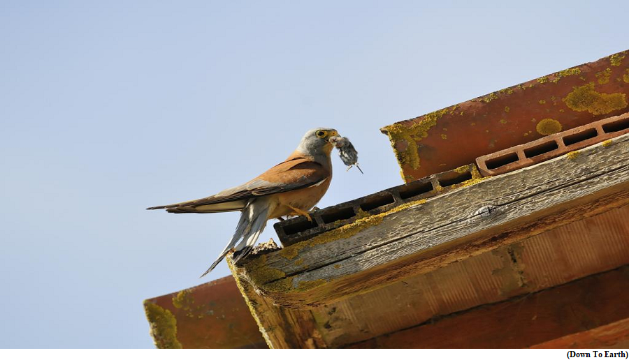 Delhi has joined several Indian states in banning glue pads for rodent control (GS Paper 3, Environment)