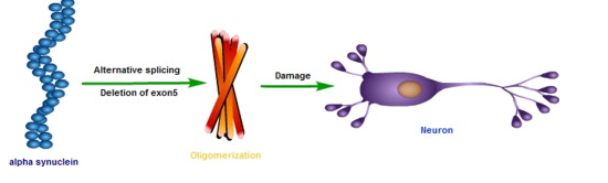 Understanding the Role of SNCA Protein in Parkinson’s Disease (GS Paper 3, Health)