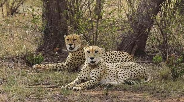 Reintroducing Cheetahs to Gandhi Sagar Sanctuary (GS Paper 3, Environment)