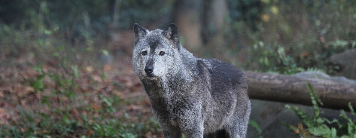 Ancient Wisdom in Modern Crisis: The Harivamsha’s Timeless Tale of Wolves and Environmental Degradation (GS Paper 1, History)