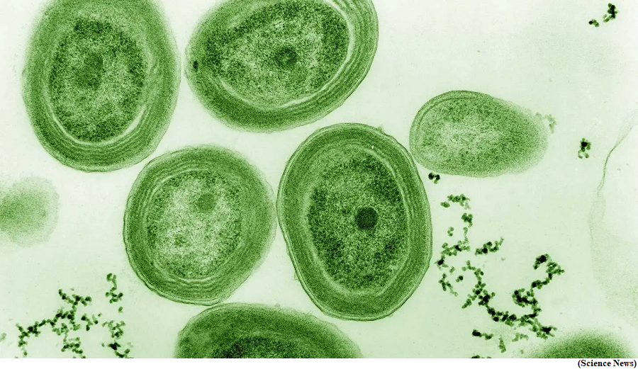 Study reveals the oldest evidence of photosynthesis (GS Paper 3, Science and Technology)