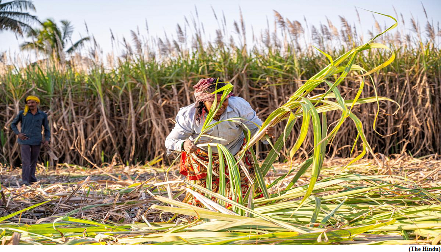 Bitter truths in Maharashtra’s sugar fields (GS Paper 3, Economy)