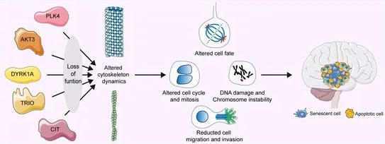 Deciphering the Intricacies of Microcephaly: The Role of SASS6 Gene and Neuronal Sensitivity (GS Paper 3, Science & Tech)