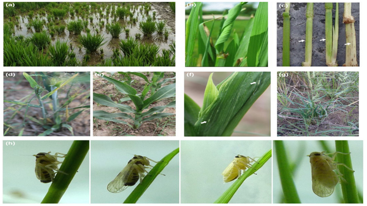 SRBSDV Fiji virus & Paddy dwarfing (GS Paper 3, Science and Tech)