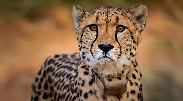 India-Kenya Collaboration: Reviving the Cheetah in Indian Wildlife Sanctuaries (GS Paper 3, Environment)