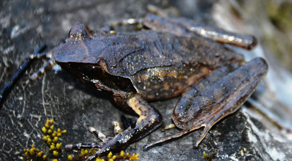 New Horned Frog Species Discovered in Northeast India (GS Paper 3, Environment)