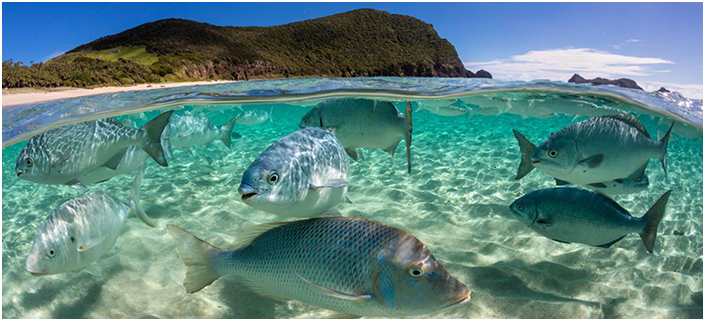 Indian team deliberating on ocean diversity pact (GS Paper 3, Environment)