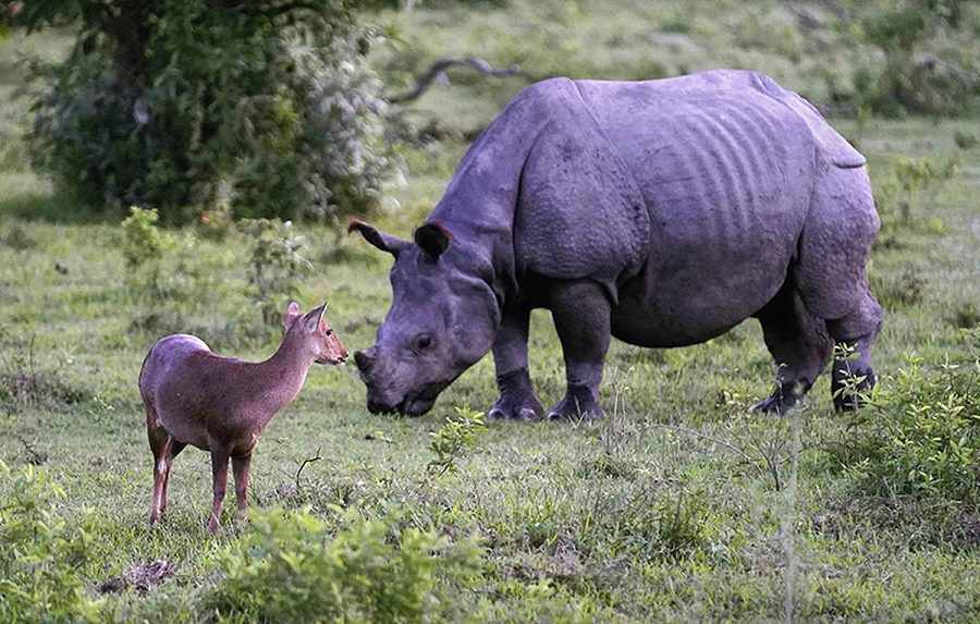 Are rhino and elephant conservation efforts a success (GS Paper 3, Environment)