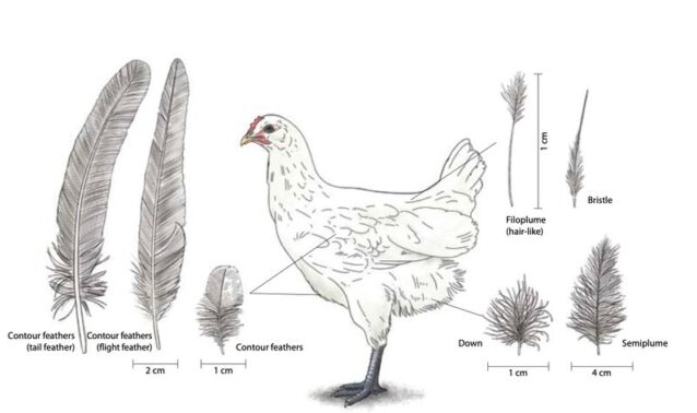 The poultry industry needs urgent reforms (GS Paper 3, Environment & Health Issue)