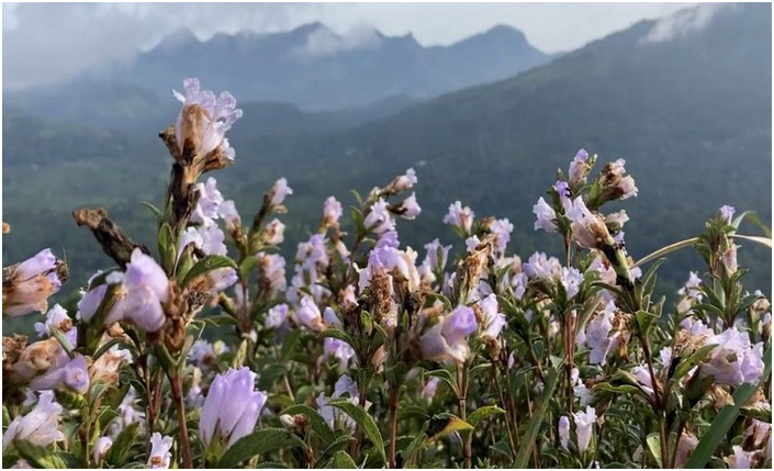 6 varieties of neelakurinji identified in Santhanpara region of Western Ghats (GS Paper 3, Environment)